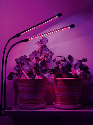Лампа настольная светодиодная для растений Artstyle TL-FC02S1B черный 15W купить Для растений